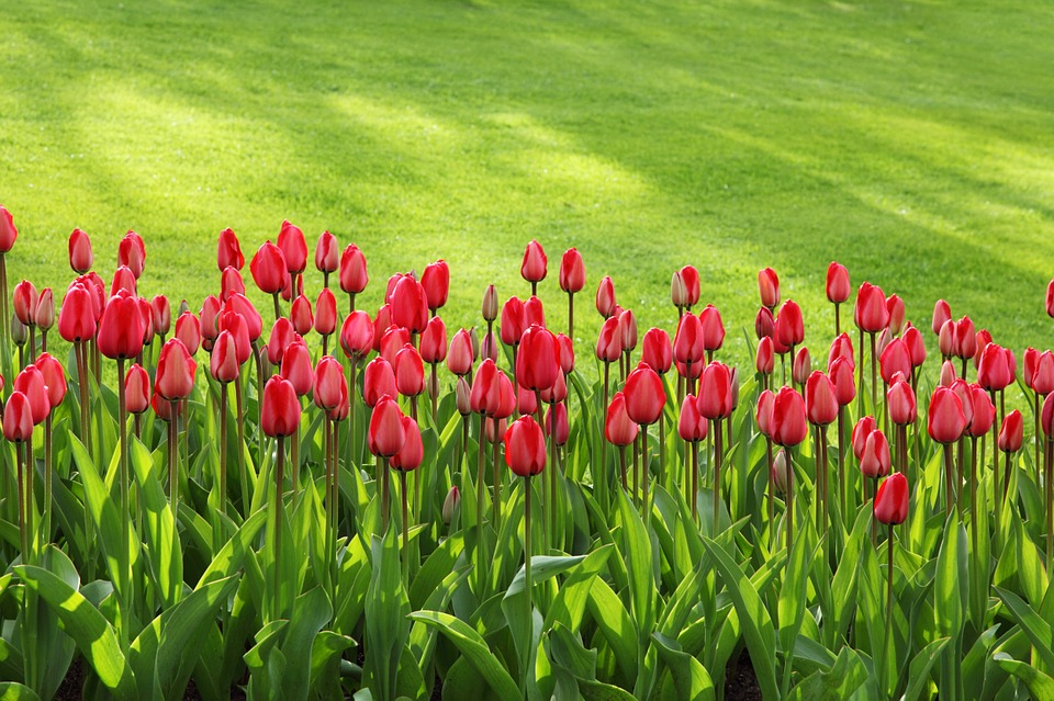 kvetoucí tulipány